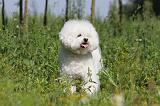 BICHON FRISE 438